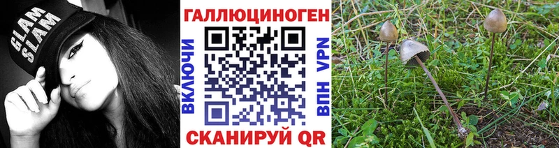 купить наркотик Куса Галлюциногенные грибы Psilocybine cubensis